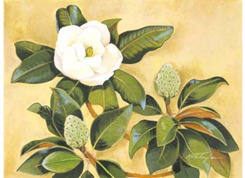 Framed Southern Magnolia II Print
