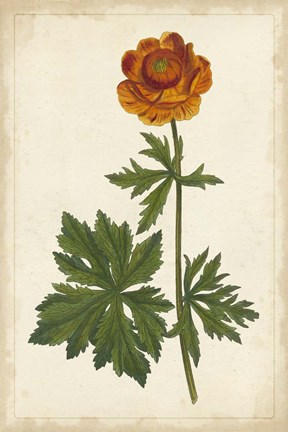 Framed Vibrant Curtis Botanicals V Print