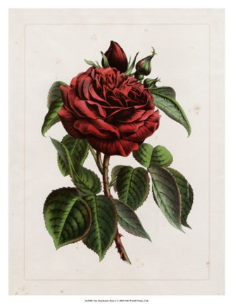 Framed Van Houtteano Rose I Print
