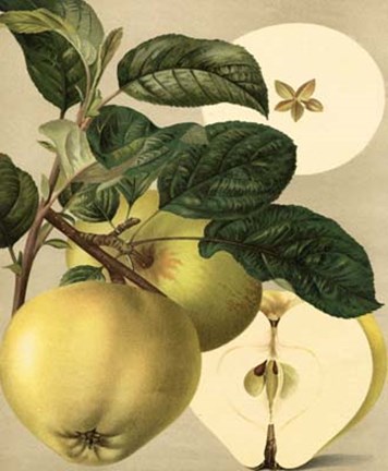 Framed Apple Harvest I Print