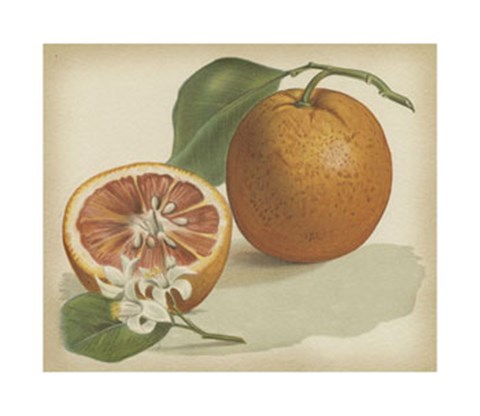 Framed Orange Study I Print