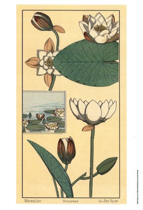Framed Water Lily I Print