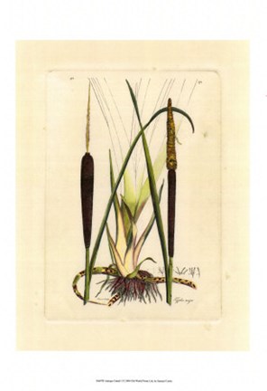 Framed Antique Cattail I Print