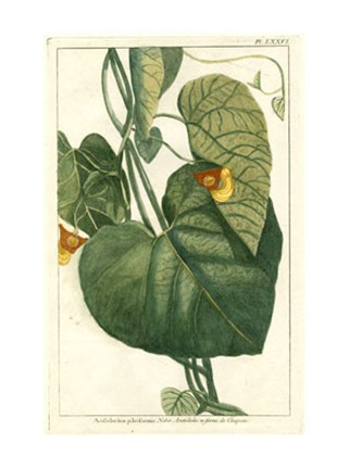 Framed Botanical by Buchoz I (D) Print
