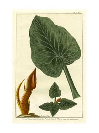 Framed Botanical by Buchoz II (D) Print