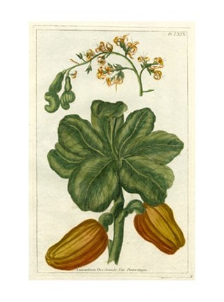 Framed Botanical by Buchoz III (D) Print