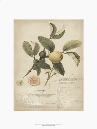Framed Botanical I Print