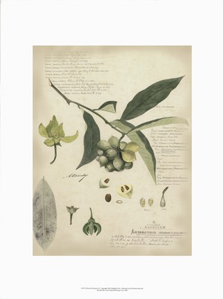 Framed Botanical II Print