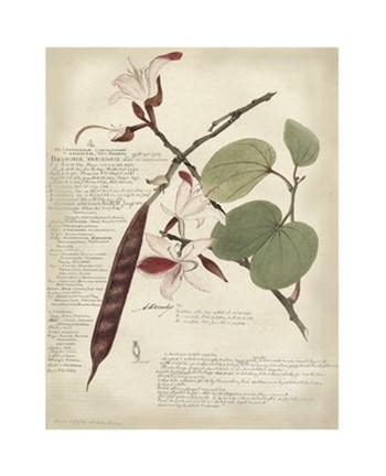 Framed Botanical III Print