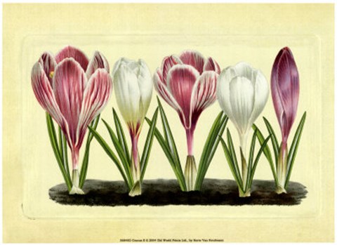 Framed Crocus II Print