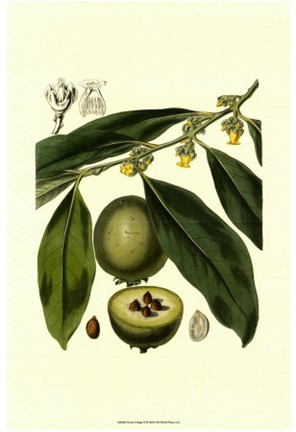 Framed Exotic Foliage II Print