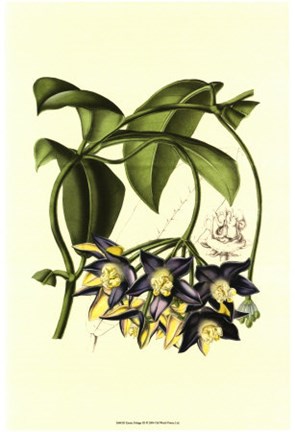 Framed Exotic Foliage III Print