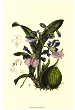 Framed Exotic Foliage IV Print