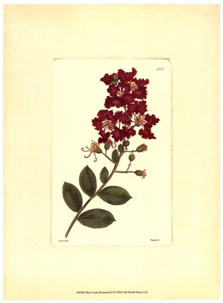 Framed Red Curtis Botanical II Print