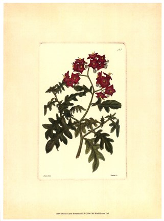 Framed Red Curtis Botanical III Print