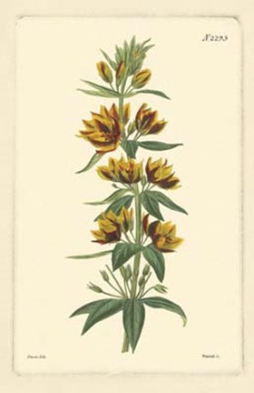 Framed Yellow Curtis Botanical IV Print