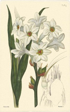 Framed White Curtis Botanical I Print