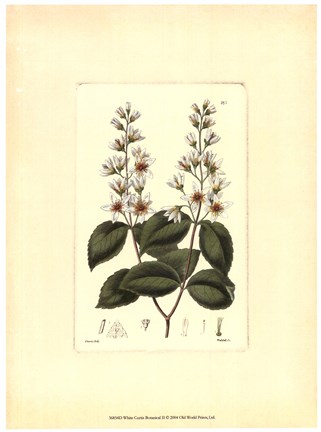 Framed White Curtis Botanical II Print