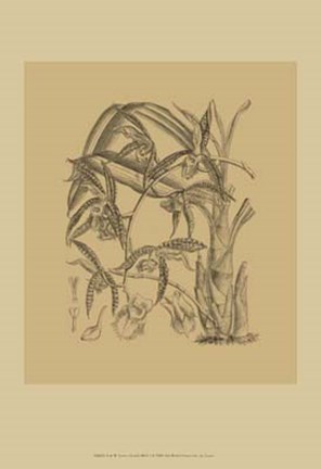 Framed Orchid on Khaki(WG) I Print