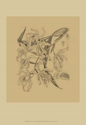 Framed Orchid on Khaki(WG) II Print
