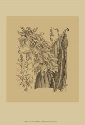 Framed Orchid on Khaki(WG) III Print