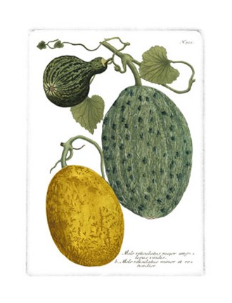 Framed Antique Melons II Print