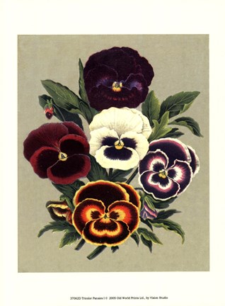 Framed Tricolor Pansies I Print