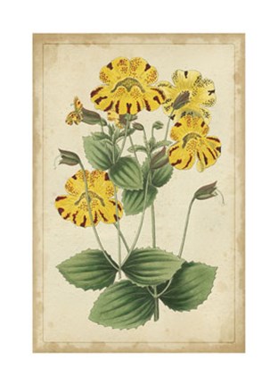 Framed Curtis Blooms in Yellow I Print