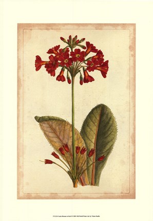 Framed Curtis Blooms in Red I Print