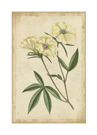 Framed Curtis Blooms in White IV Print