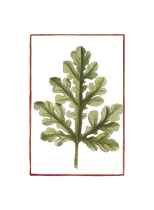 Framed Vintage Leaf II Print