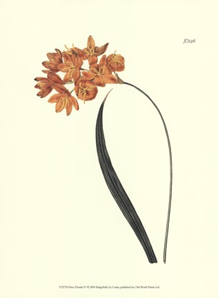 Framed Fiery Florals IV Print