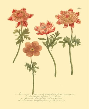 Framed Anemone II Print