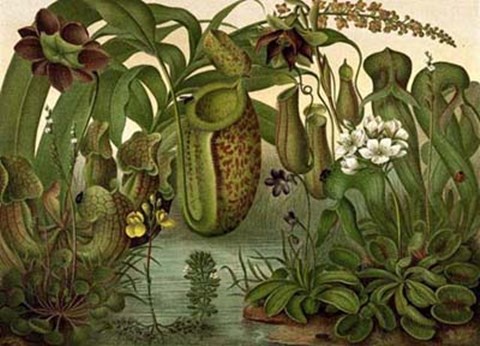 Framed Venus Fly Trap Print