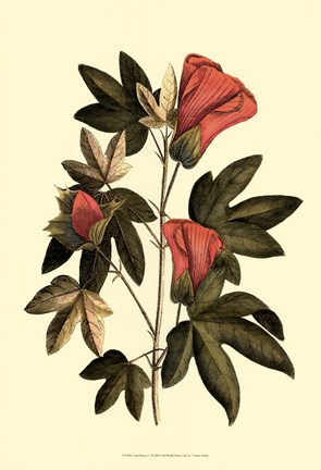 Framed Coral Beauty I Print