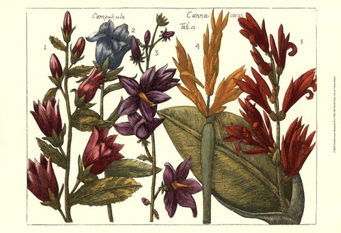 Framed Printed Arena Botanical III Print