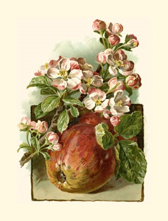 Framed Apple Blossom Print