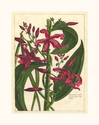 Framed Fleur De Rouge III Print