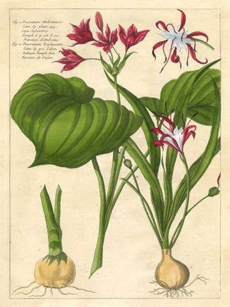 Framed Fleur De Rouge V Print