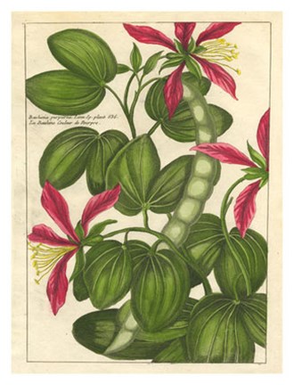 Framed Fleur De Rouge VI Print