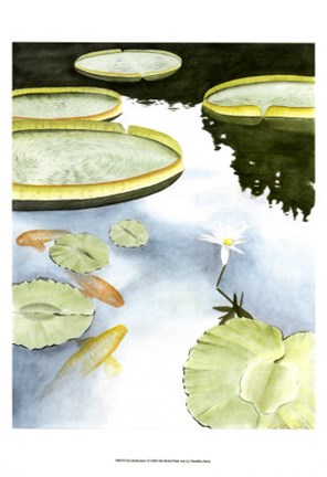 Framed Koi Reflection I Print