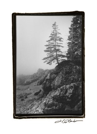 Framed Lone Tree Print