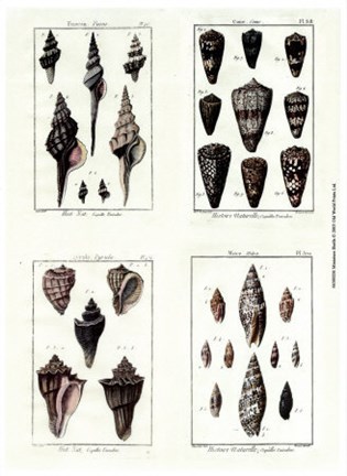 Framed Miniatrue Shells Print