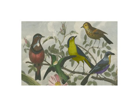 Framed Exotic Bird VI Print