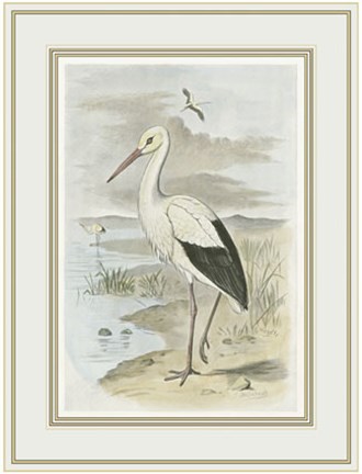 Framed White Stork Print