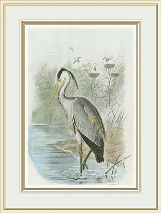 Framed Common Heron Print