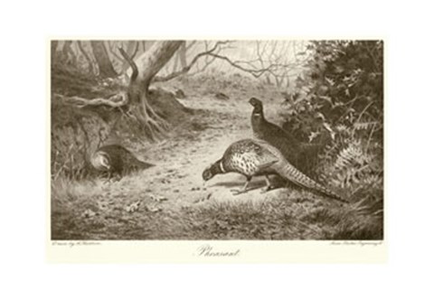 Framed Pheasant Print