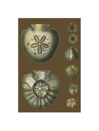 Framed Shells on Cocoa II Print