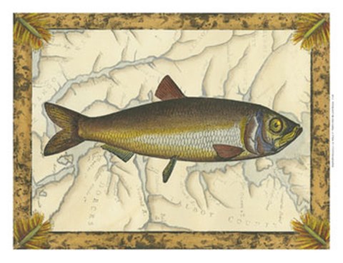 Framed Herring on Map Print