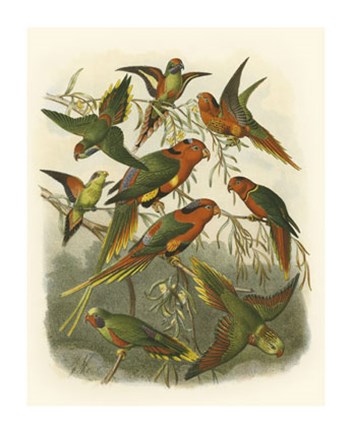 Framed Red Cassel Birds I Print